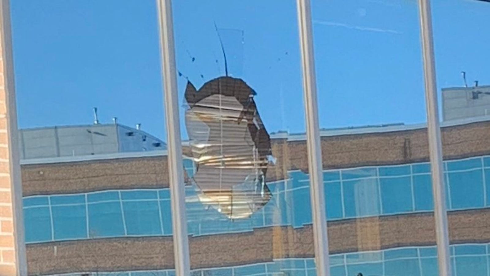 Turkey Vulture Flies Through Stephen A. Smith's Office Window In Attempted Bird-On ...1600 x 900