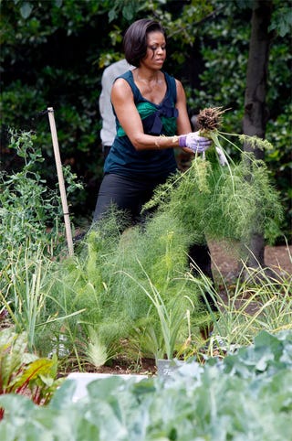 Illustration for article titled Herb Your Enthusiasm
