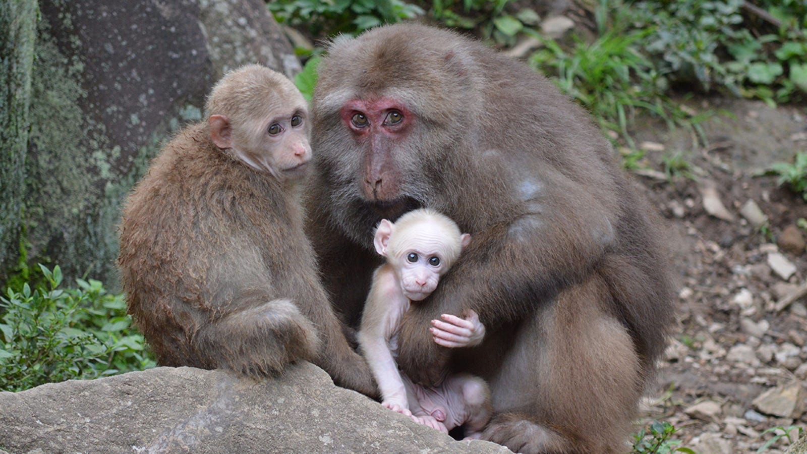 Годы жизни обезьяны. Жизнь обезьян. Жизнь обезьян в природе. Новорожденные обезьянки в дикой природе. Жизнь шимпанзе в дикой природе.
