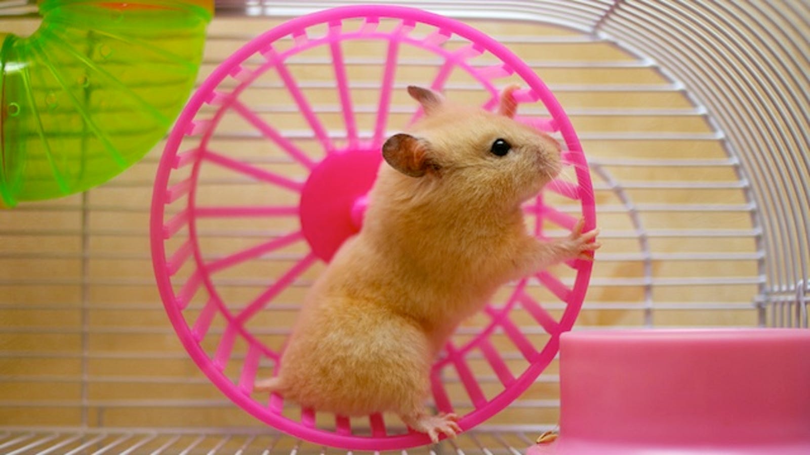 star model teen hamster homemade porn
