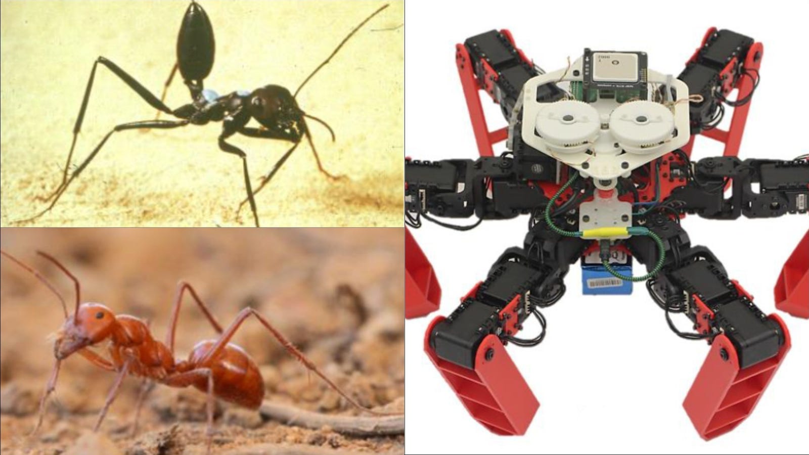 QnA VBage This Walking Robot Navigates Using the Sun, No GPS Required