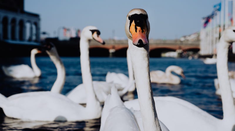 Illustration for article titled English swans invade small town in search of junk food