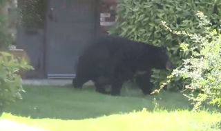 Illustration for article titled Old-Ass, Fat-Ass Bear Roams Around Canadian Neighborhood
