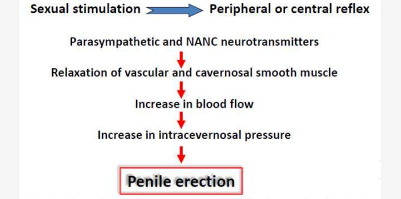 During Why An Cant Erection Sex I Get During Why An Cant Erection Sex I Get