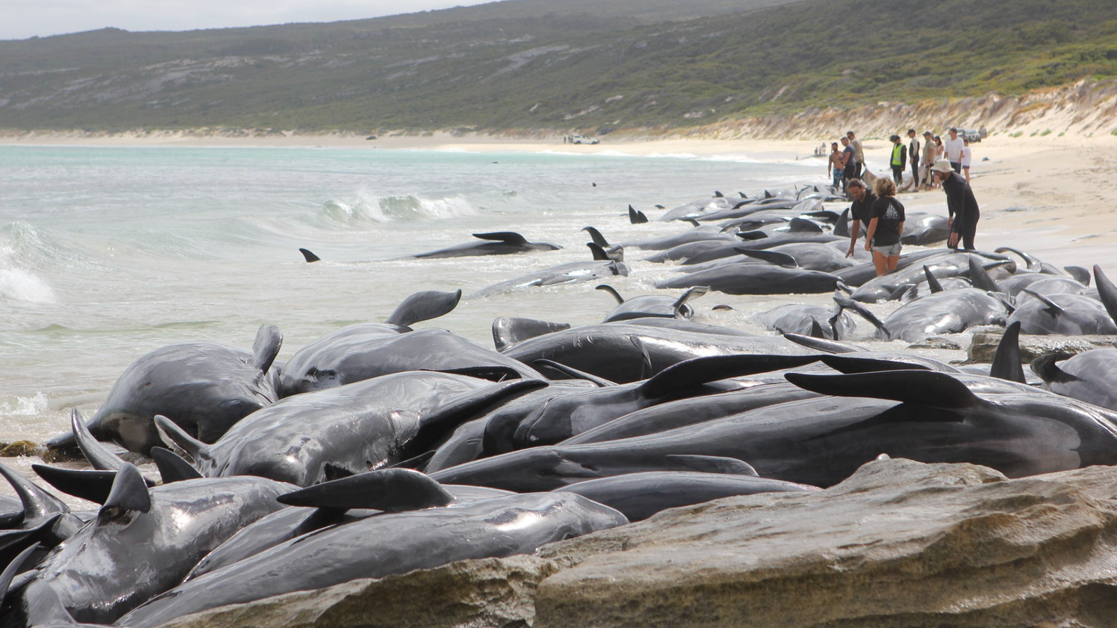 More Than 140 Whales Are Dead After Mass Stranding in Australia