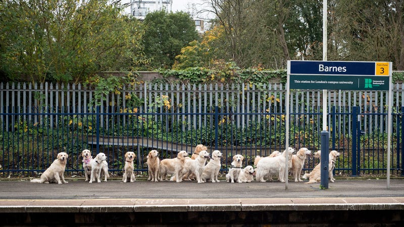 Illustration for article titled Saturday Night Social: Mind the Gap, and the Golden Retrievers