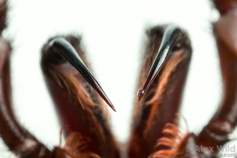 Illustration for article titled An Incredible Close-Up View Of One Of The World's Most Venomous Spiders