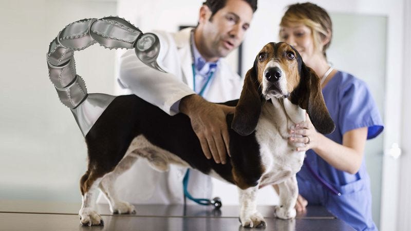 Illustration for article titled Amazing! Prosthetic Allows Dog To Sting With Deadly Poison For First Time