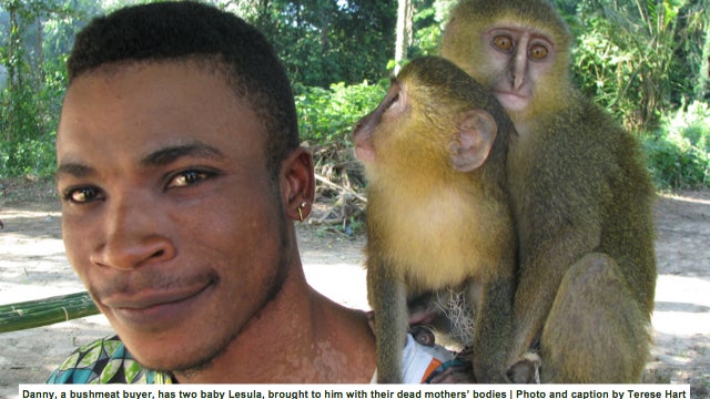 So this new species of monkey looks exactly like Alan Tudyk
