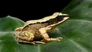 Illustration for article titled Female frogs literally can't hear half the things that male frogs say