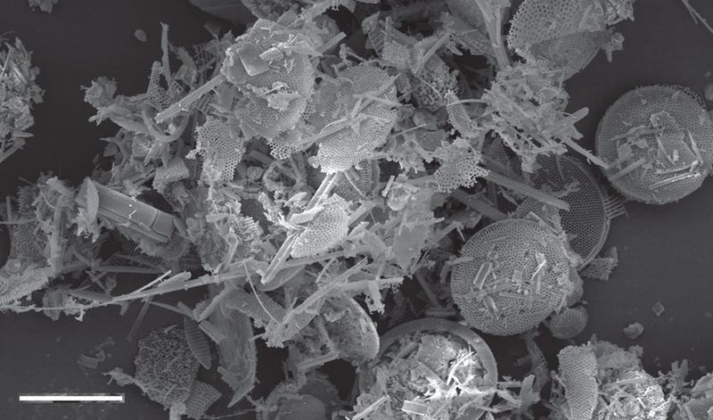Scanning electron micrograph of diatom-rich sediments from the Southern Ocean. Image: Scherer et al. 2016.