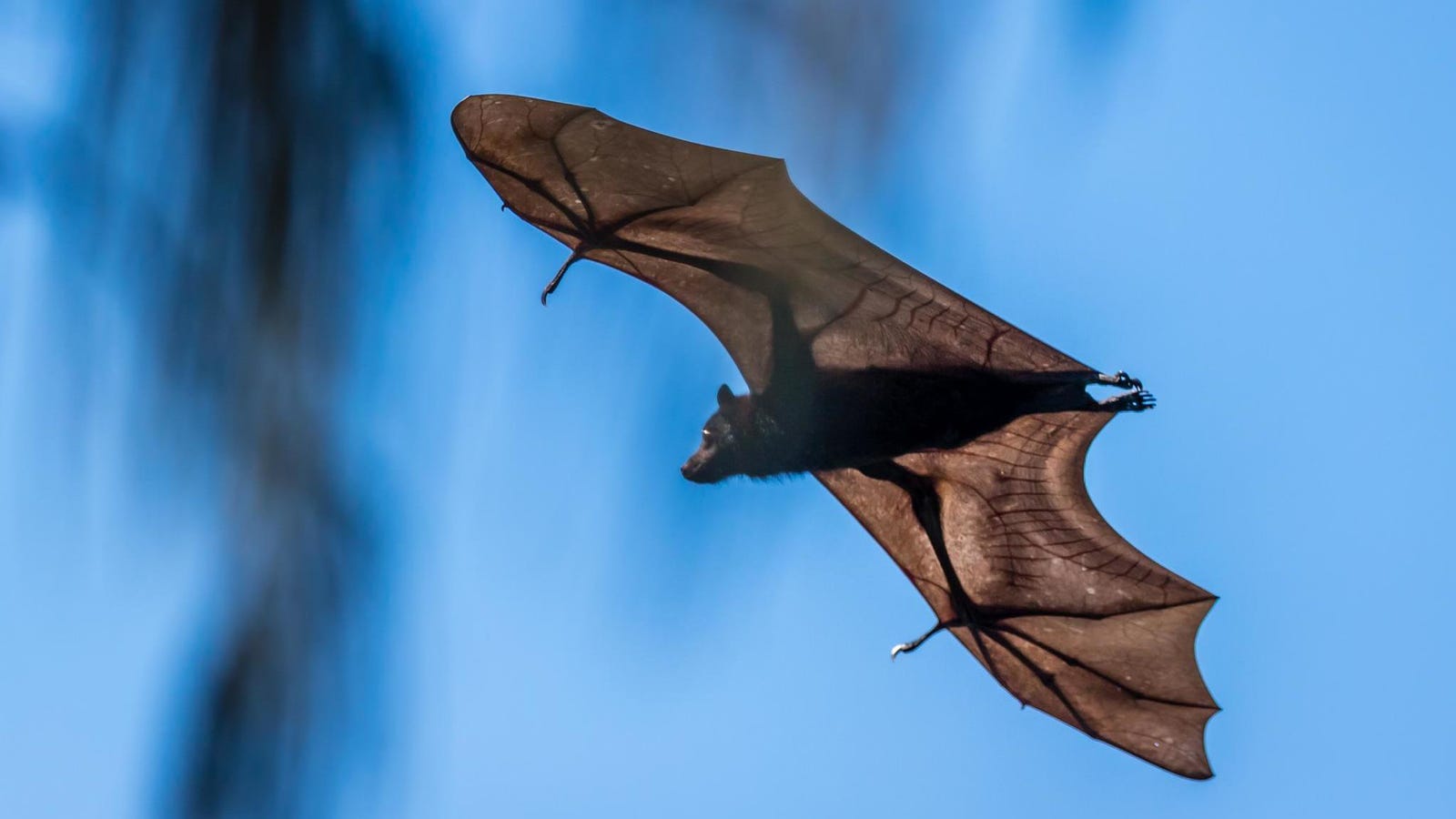 If You Wake Up to a Bat in Your Bedroom, Get a Rabies Shot