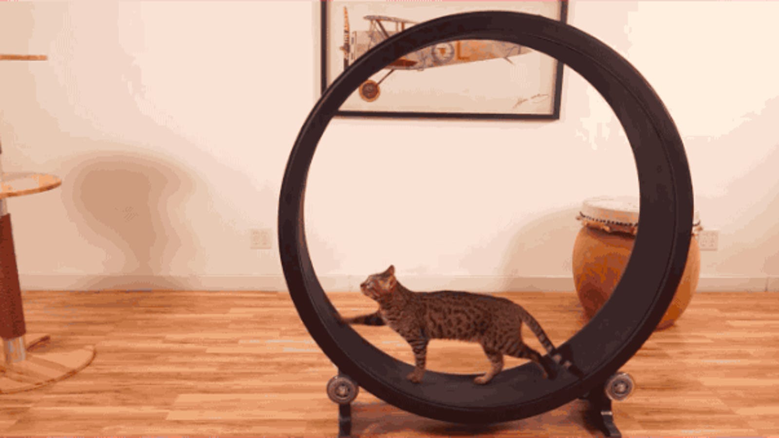giant hamster wheel for cats