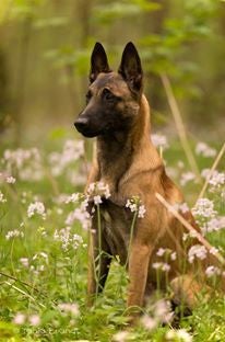 Not the actual good boy, but a nearly identical one.