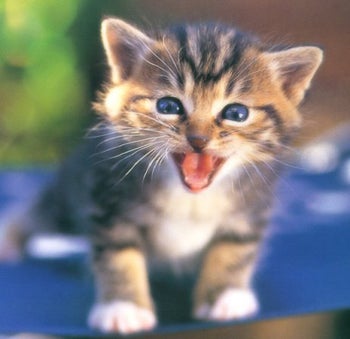 Illustration for article titled Florida Kittens Save Lives • NARAL Endorses Obama