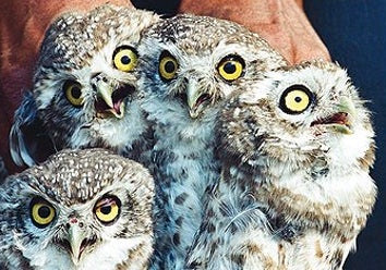 Illustration for article titled Owls In Danger, Thanks To Magic & Harry Potter