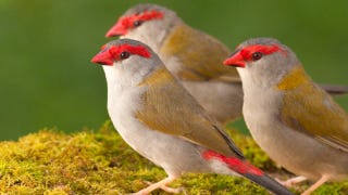 Illustration for article titled Birds are the first non-human animals to use grammar