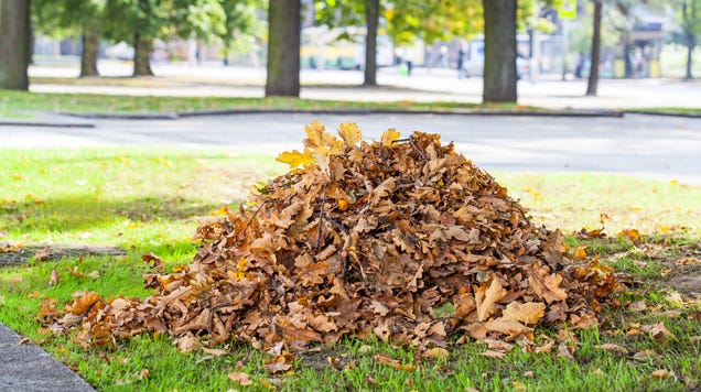 ‘Plow’ Your Leaves With Cardboard