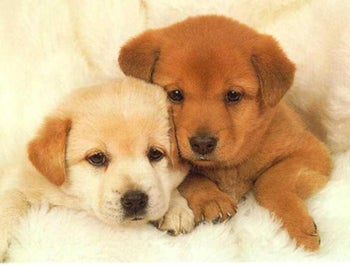 Illustration for article titled America Loves Abused Puppies Approximately 2.5 Times More Than Battered Women
