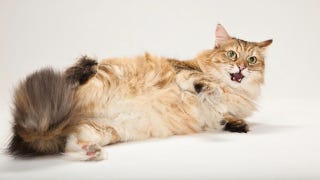 Illustration for article titled Don't Declaw Your Cat