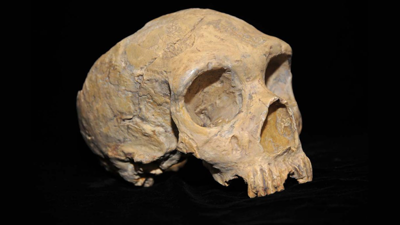 Illustration for article titled Un nuevo estudio indica que hubo sexo entre humanos primitivos hace 700.000 años