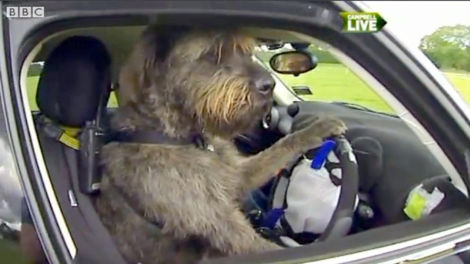 These Dogs Are Actually Driving Cars