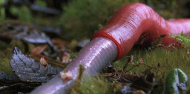 Giant, Worm-Slurping Leech Filmed For The First Time