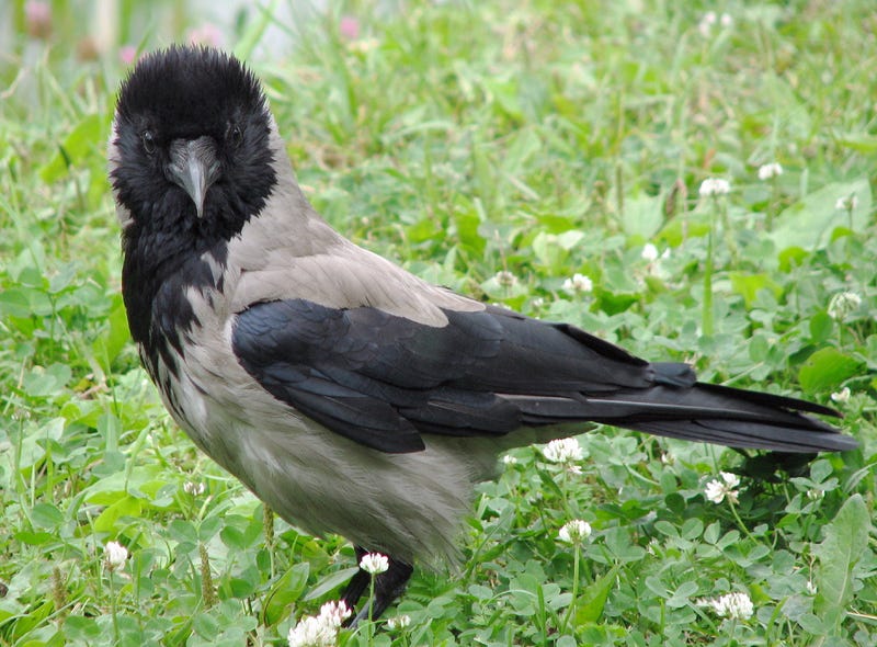 Illustration for article titled I Am So Tempted to Say that These European Crows Are Racists