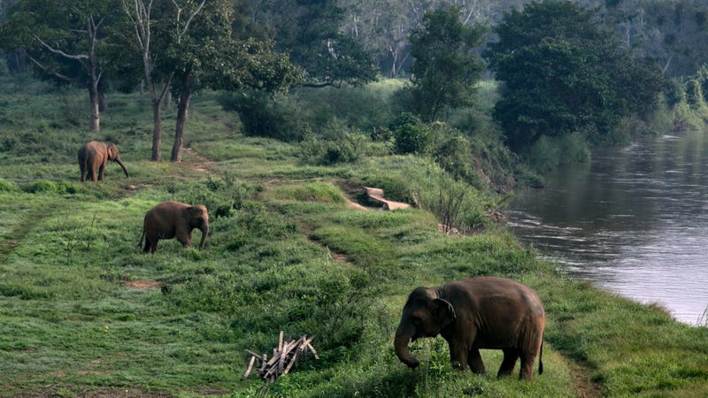 Thai elephants at Anantara Golden Triangle resort in northern Thailand.