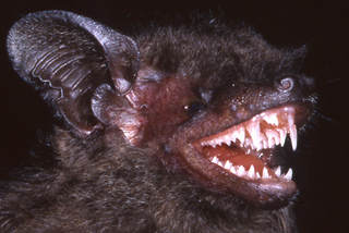 Illustration for article titled This Newly-Discovered Bat Has Fangs That Will Haunt Your Dreams