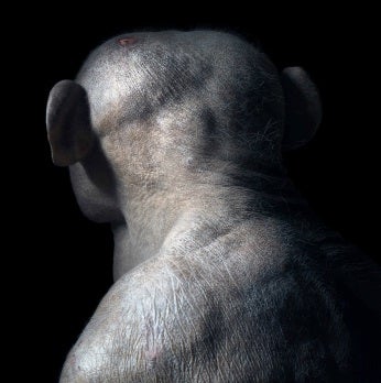 Illustration for article titled These Portraits Will Change The Way You See Animals