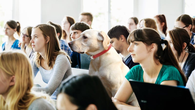Illustration for article titled Stanford Students Admit It Was Pretty Obvious Billionaire’s Dog Didn’t Get In By Itself