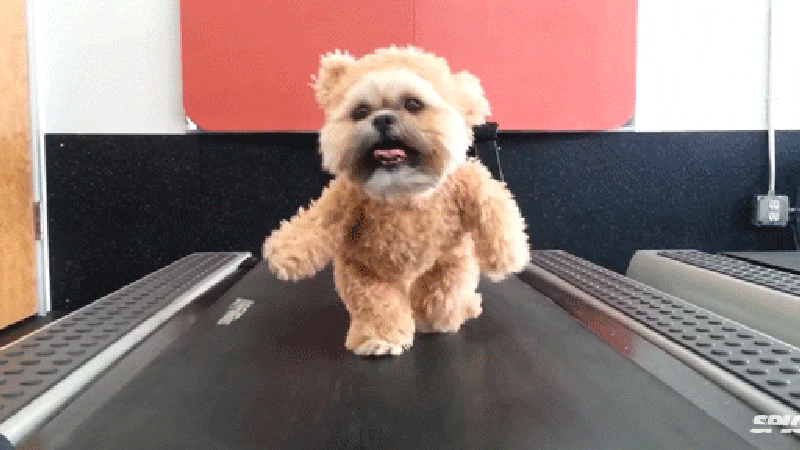 real life teddy bear dog