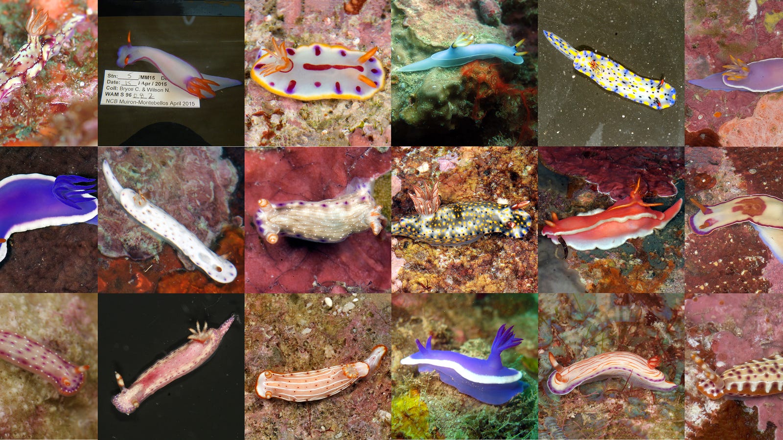 Scientists Have Just Named 17 New Sea Slug Species, and They’re All Fabulous