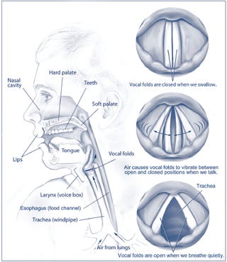 What would happen to your voice if you just... stopped talking?