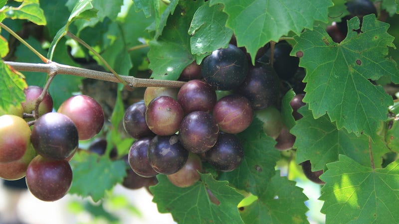 The Tastiest Berries That Grow Wild In North America