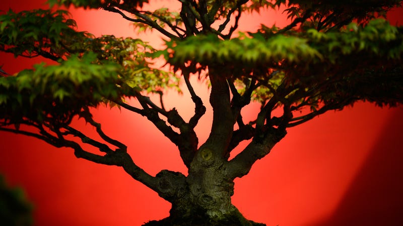 Illustration for article titled Owners of Stolen Bonsai Trees Beg Thieves to Please Not Let Them Die