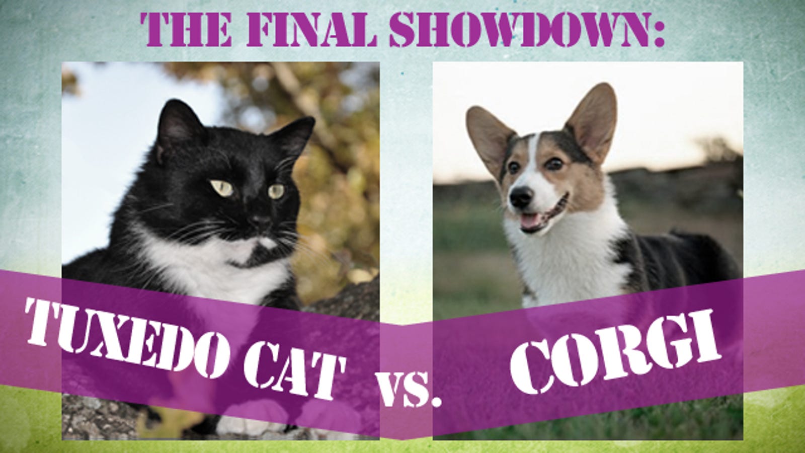 Cats vs. Dogs Judgment Day Has Arrived