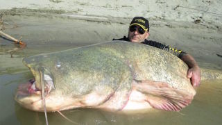 whos to say   bloated jon hamm didnt catch   giant catfish in