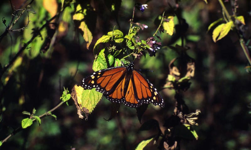 Illustration for article titled Monarch Butterflies May Soon Be an Endangered Species