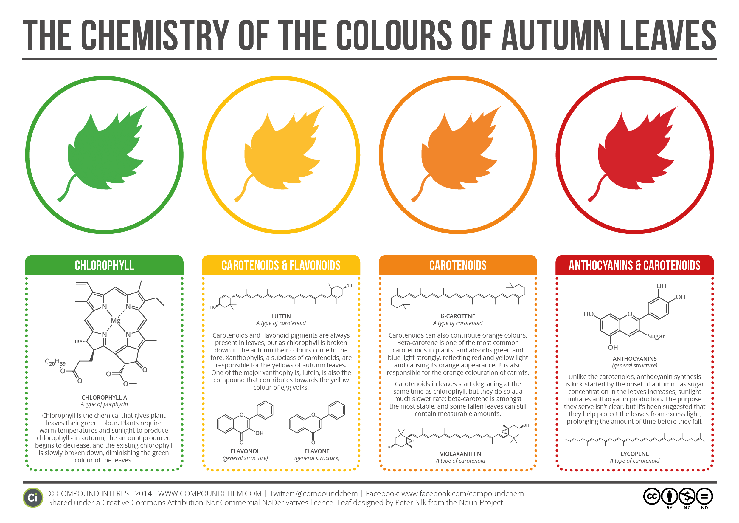 The Chemistry Behind the Different Colors of Autumn Leaves