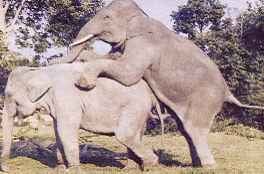 Illustration for article titled Animal Research Indicates Female Promiscuity Is A Plus