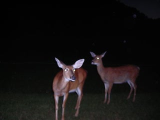 How To Avoid Hitting A Deer With Your Car