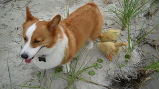 Illustration for article titled Make Way for Corgi