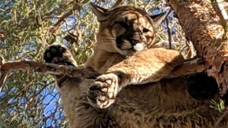 Illustration for article titled Firefighters 'Rescue' Perfectly Chill Mountain Lion From Tree