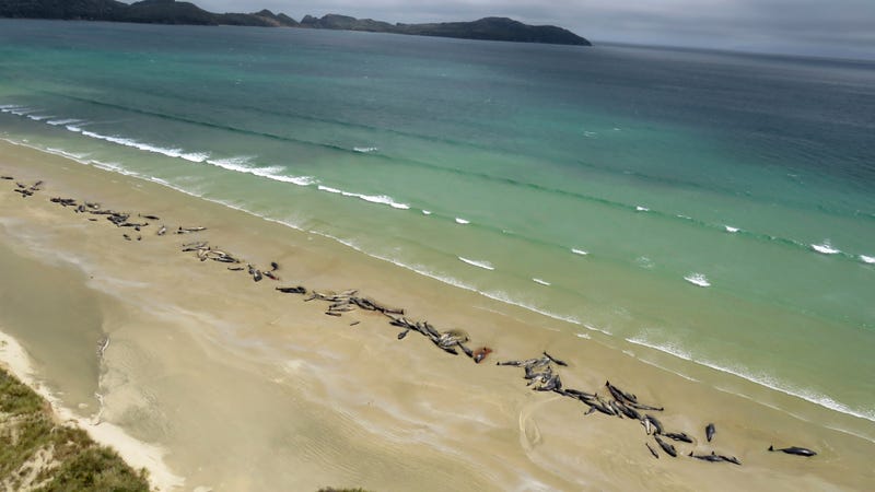 Stranded whales on Stewart Island, New Zealand