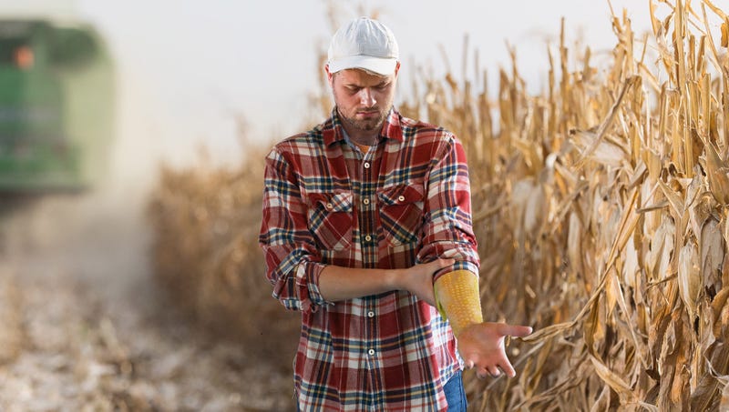 Illustration for article titled Horrified Iowan Farmer Starts Breaking Out In Corn After Coming Into Direct Contact With Monsanto Crops