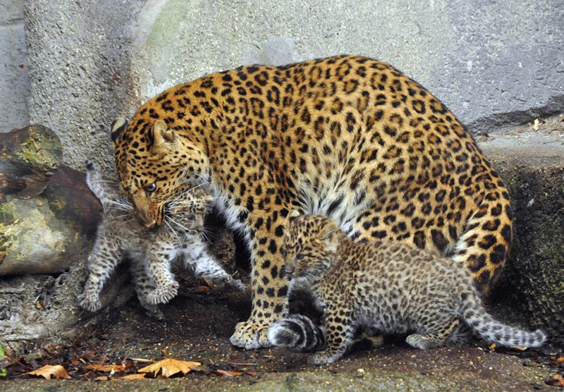 Illustration for article titled Double Trouble For Chinese Panther
