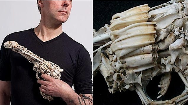 For $1,200, two handguns sculpted out of dead cats' bones