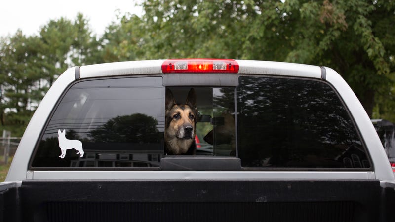 Illustration for article titled Uber's Making It Easier to Bring Your Pet for the Ride—and Don't You Dare Ruin This for Me